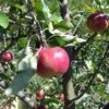 Cosmic Crisp And Melrose Apple Bundle (3 Trees) -Plant And Fruit Tree Store 0065003a4be2497fbbacb38d275a45b0