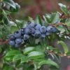 Alpha Evergreen Huckleberry -Plant And Fruit Tree Store 153933053859725327