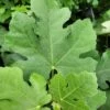 Pastilliere Fig 2 Pastilliere Fig -Plant And Fruit Tree Store 20230829 105642