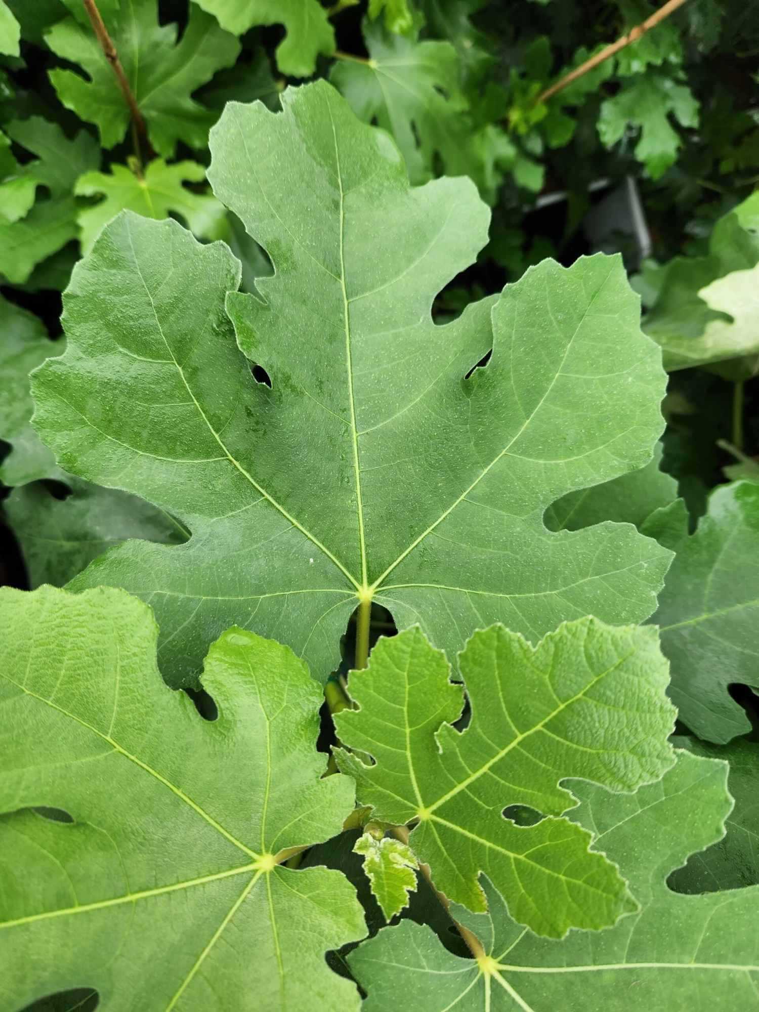 Pastilliere Fig 3 Pastilliere Fig