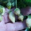 White Soul Alpine Strawberry -Plant And Fruit Tree Store 270278300