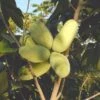 Maria's Joy Paw Paw -Plant And Fruit Tree Store 2714