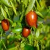 Autumn Beauty™ Jujube 1 Autumn Beauty™ Jujube -Plant And Fruit Tree Store 3151