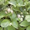 White Solemacher Alpine Strawberry -Plant And Fruit Tree Store 360496280