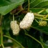 Nikita White™ Mulberry -Plant And Fruit Tree Store 3606