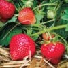 Eclair Strawberry -Plant And Fruit Tree Store 39621 PK 20