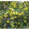 Black Topaz™ Currant 2 Black Topaz™ Currant -Plant And Fruit Tree Store 4802