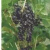 Kantata 50 Black Currant -Plant And Fruit Tree Store 4878