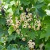 Bar-le-duc White Currant 2 Bar-le-duc White Currant -Plant And Fruit Tree Store 4904