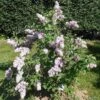 Belle De Nancy Lilac -Plant And Fruit Tree Store 515px Syringa vulgaris Belle de Nancy 2018 05 04 0369