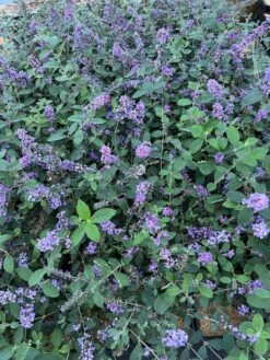 Plant And Fruit Tree Store -Plant And Fruit Tree Store 55E266CF D817 45A1 85DD 473776036DA4