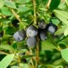 Blue Sea™ Honeyberry -Plant And Fruit Tree Store 6265