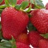 Honeoye Strawberry 2 Honeoye Strawberry -Plant And Fruit Tree Store 719UuI GOL
