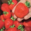 Ft. Laramie Strawberry 2 Ft. Laramie Strawberry -Plant And Fruit Tree Store 7515