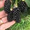 Big Daddy Blackberry -Plant And Fruit Tree Store 81NeUsjhclS. AC SX679