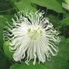 Passiflora SnowPop™ -Plant And Fruit Tree Store 9288