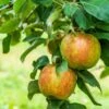 Honeycrisp And Melrose Apple Bundle (3 Trees) -Plant And Fruit Tree Store AdobeStock 352763355.0 scaled 72d0dca4 cac7 4686 b484 3a605e2f0061
