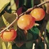 Prairie Dawn â„¢ American Persimmon 2 Prairie Dawn â„¢ American Persimmon -Plant And Fruit Tree Store American Persimmon