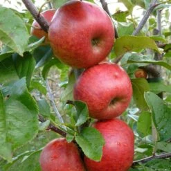 Unbeatable Urban Apple Bundle (3 Trees) -Plant And Fruit Tree Store AppleRedWindsor
