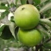 Granny Smith Apple -Plant And Fruit Tree Store Apple Malus GrannySmith fruit 1024x1024 c3d3f268 e660 408a 8cb9 a236746f0837