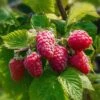Caroline Raspberry -Plant And Fruit Tree Store CFD14566RubusCarolineRaspberry 2