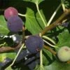 Hardy Chicago Fig 1 Hardy Chicago Fig -Plant And Fruit Tree Store Chicago Hardy Fig Tree 1000x1000 c
