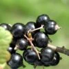 Coronet Black Currant -Plant And Fruit Tree Store CoronetBlackCurrant