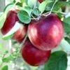 Cosmic Crisp And Spartan Apple Bundle (3 Trees) -Plant And Fruit Tree Store Cosmic Crisp 1b0ccb4f c5d4 4575 88f7 c06c1e505ab7