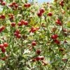 Red Azarole Hawthorn -Plant And Fruit Tree Store Crataegus azarolus Frucht 1