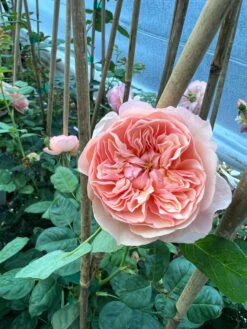 FLAVORETTE™ Honey-Apricot Rose -Plant And Fruit Tree Store D523EFDA 5A0E 479B 842A 2757DCD6376E