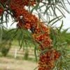 Amber Dawn™ Seaberry -Plant And Fruit Tree Store D739