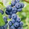 Dixie Blueberry -Plant And Fruit Tree Store DixieBlueberry