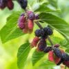 Early Bird Mulberry 1 Early Bird Mulberry -Plant And Fruit Tree Store EarlyBirdMulberry 1