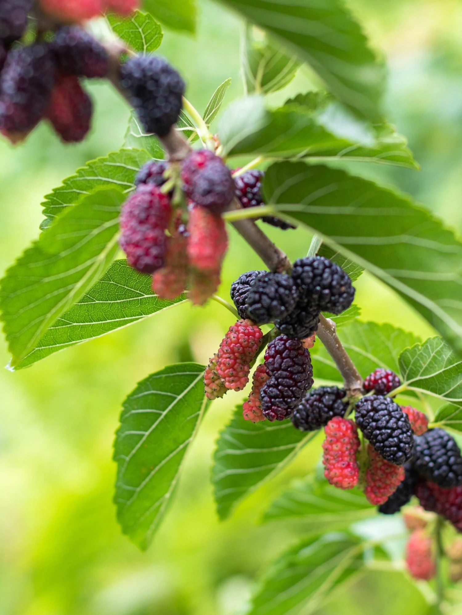 Early Bird Mulberry 3 Early Bird Mulberry