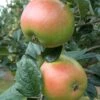King Edward VII Apple 2 King Edward VII Apple -Plant And Fruit Tree Store Ed V11