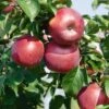 Enterprise Apple 2 Enterprise Apple -Plant And Fruit Tree Store EnterpriseApple1 1024x1024 22289015 5591 4000 b95f ca64bbd7baac