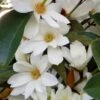 Michelia Doltsopa "Fairy White" -Plant And Fruit Tree Store Fairy magnolia White