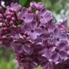 Frank's Fancy Lilac -Plant And Fruit Tree Store Frank sFancyLilac
