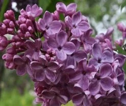 Frank's Fancy Lilac