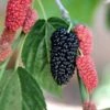 Black Beauty Fruiting Mulberry -Plant And Fruit Tree Store Gold Mop Cypress 1