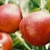 Honey Kist Nectarine 2 Honey Kist Nectarine -Plant And Fruit Tree Store HoneyKist