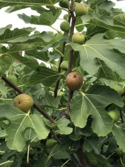 Madeleine Des Deux Saisons Fig