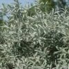 Alpha Iceberg Alley® Salix First Editions® -Plant And Fruit Tree Store IcebergAlleySageleafWillow