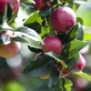 Kingston Black Cider Apple -Plant And Fruit Tree Store KBlack f5d63202 6b5c 4694 90a2 48714b97f902