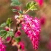 King Edward VII Flowering Currant -Plant And Fruit Tree Store KingEdwardVIIRibes