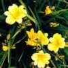 Stella D'Oro Day Lily -Plant And Fruit Tree Store L700 gigapixel standard scale 6 00x b41b238d a08a 476a b75e 48545af85141
