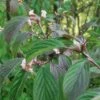 Dawn Viburnum -Plant And Fruit Tree Store M081 gigapixel standard scale 6 00x 886f0d28 ab38 42b3 87a6 6bc00b3e75b5