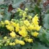 Tall Oregon Grape Holly -Plant And Fruit Tree Store MAH aquafolium 1024x672 1