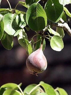 Moonglow Pear -Plant And Fruit Tree Store MoonGlow Pyrus communis leaffruit Jean ccby20