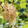 White Grape White Currant -Plant And Fruit Tree Store P5H6XE 920x613 05ccf937 43ec 43f7 bf30 5748a75b5096